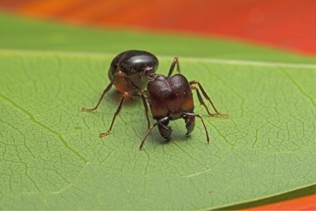 do bigheaded ants bite