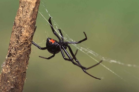 do black widow spiders bite