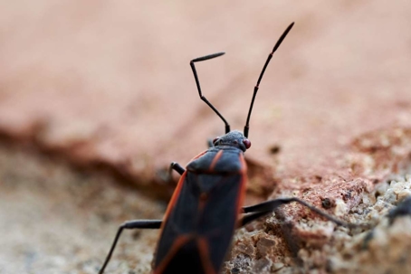 do boxelder bugs bite