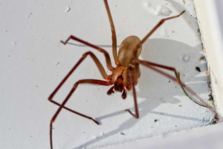 do brown recluse spiders bite