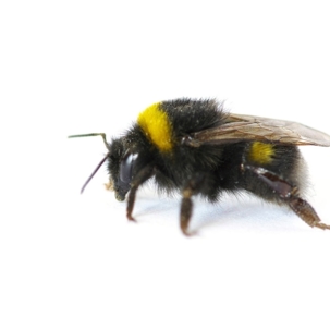 do bumblebees bite