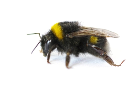 do bumblebees bite