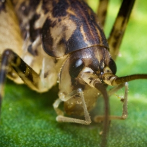 do camel crickets bite