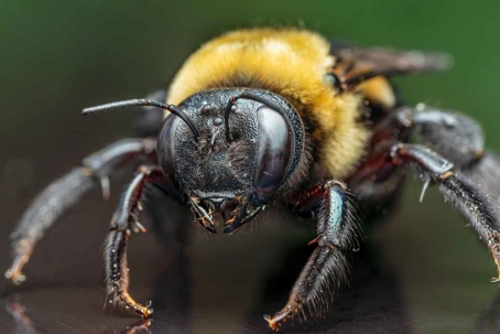 do carpenter bees bite