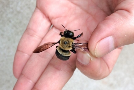do carpenter bees sting