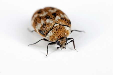 do carpet beetles bite