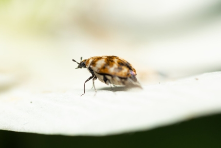 do carpet beetles fly