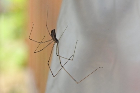 do cellar spiders bite