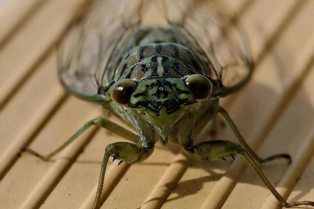 do cicadas bite