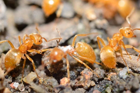 do citronella ants bite