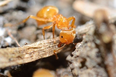 do citronella ants bite