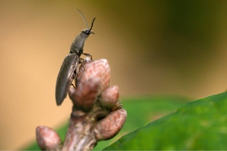 do click beetles bite