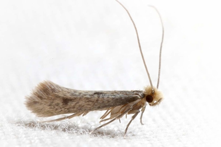 do clothes moths bite