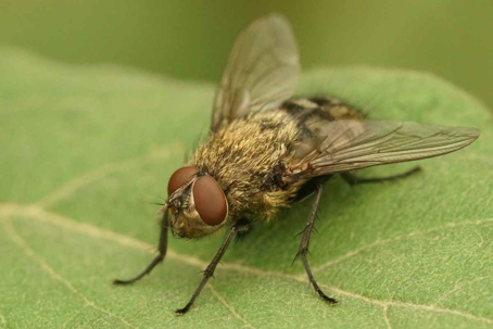 do cluster flies bite