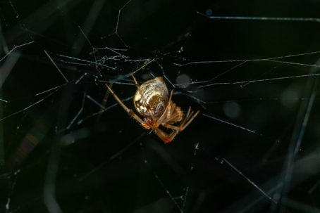 do cobweb spiders bite