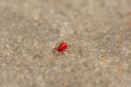 do concrete mites bite