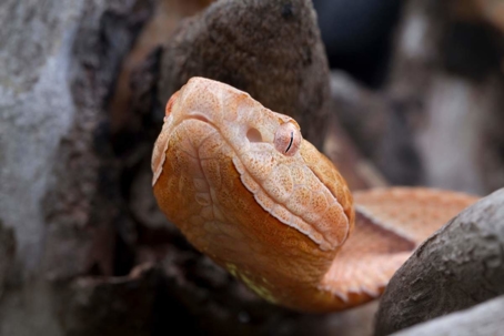 do copperhead snakes bite