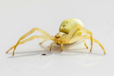 do crab spiders bite