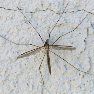 do crane flies bite