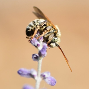 do digger bees sting