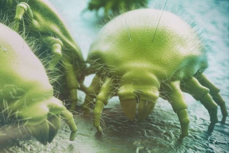 do dust mites bite