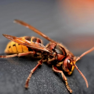 do european hornets sting