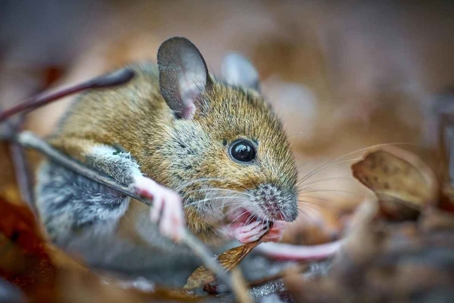 do field mice bite