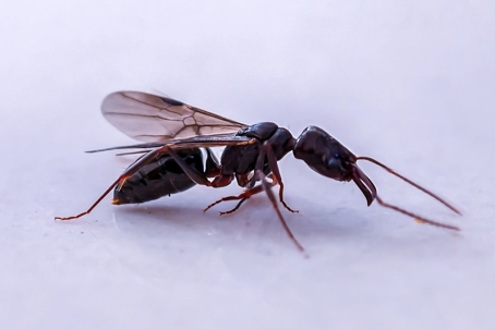 do flying ants bite