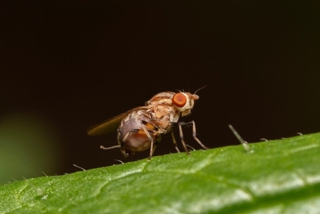 do fruit flies bite