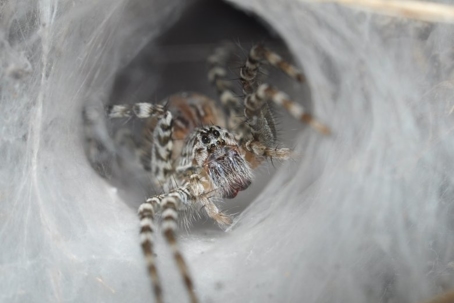 do funnel web spiders bite
