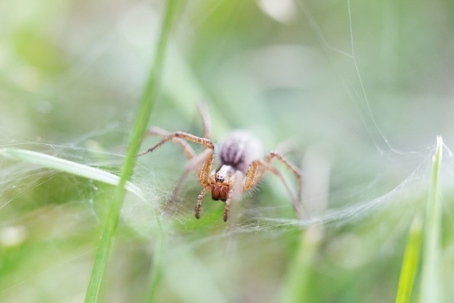 do grass spiders bite