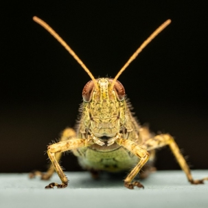 do grasshoppers bite