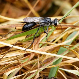 do great black wasps sting