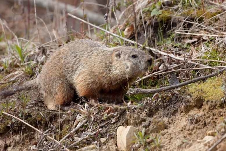 do groundhogs bite