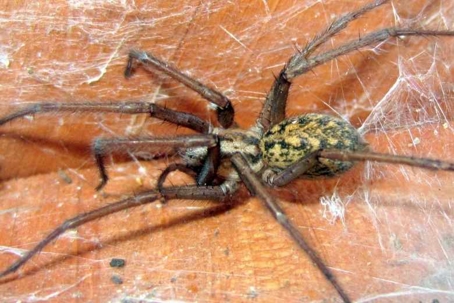 do hobo spiders bite