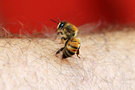 do honey bees sting