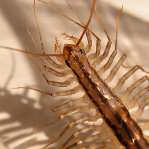 do house centipedes bite