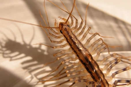 do house centipedes bite