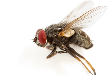 do house flies bite