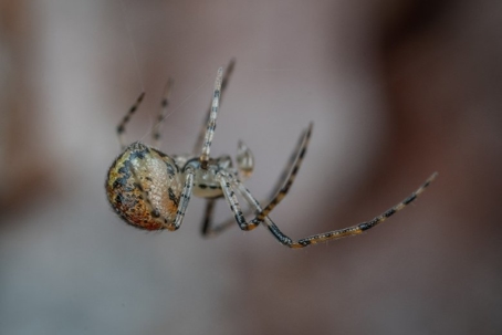 do house spiders bite