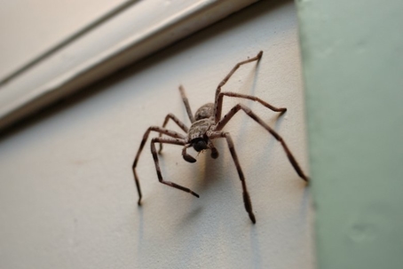 do huntsman spiders bite