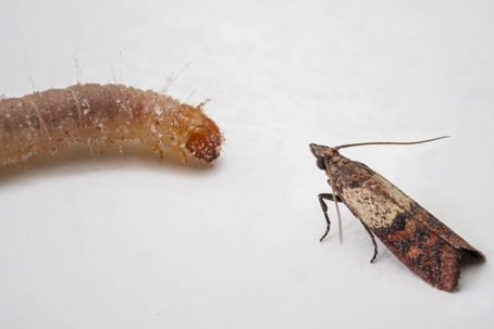 do indian meal moths bite