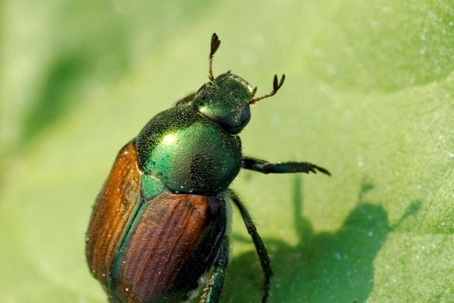 do japanese beetles bite