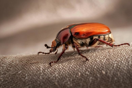 do june beetles bite