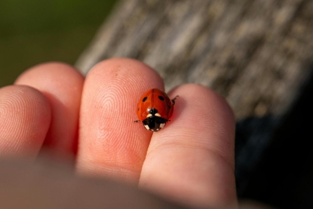 do ladybugs bite