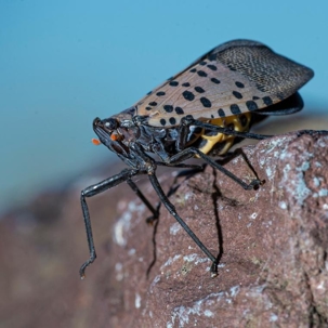 do lanternflies bite