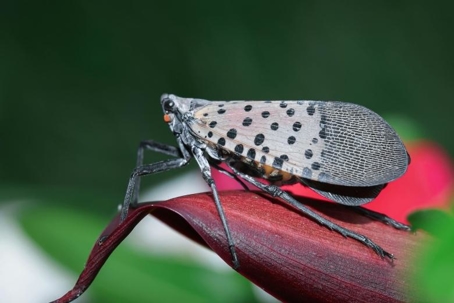 do lanternflies bite