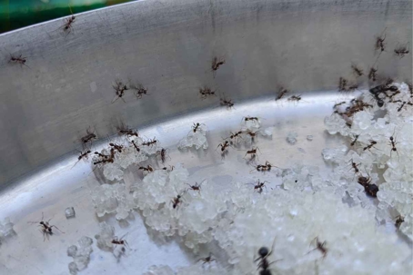 do little black ants bite