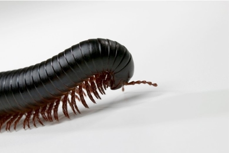 do millipedes bite