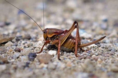 do mormon crickets bite